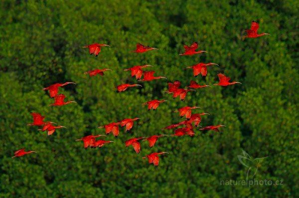 Ibis rudý (Eudocimus ruber), Ibis rudý (Eudocimus ruber) Scarlet Ibis, Autor: Ondřej Prosický | NaturePhoto.cz, Model: Canon EOS-1D X, Objektiv: EF400mm f/2.8L IS II USM +1.4x, Ohnisková vzdálenost (EQ35mm): 560 mm, stativ Gitzo, Clona: 5.0, Doba expozice: 1/1000 s, ISO: 500, Kompenzace expozice: -1, Blesk: Ne, 14. ledna 2014 23:36:46, Caroni Swamp (Trinidad & Tobago)