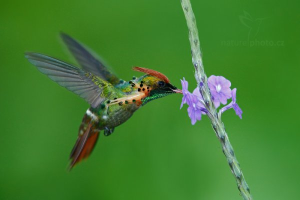 Kolibřík ozdobný (Lophornis ornatus), Kolibřík ozdobný (Lophornis ornatus) Tufted Coquette, Autor: Ondřej Prosický | NaturePhoto.cz, Model: Canon EOS-1D X, Objektiv: EF400mm f/2.8L IS II USM +1.4x, Ohnisková vzdálenost (EQ35mm): 560 mm, stativ Gitzo, Clona: 4.5, Doba expozice: 1/200 s, ISO: 2500, Kompenzace expozice: 0, Blesk: Ano, 15. ledna 2014 23:45:23, Talparo (Trinidad & Tobago)