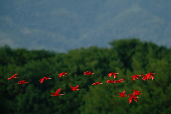 Ibis rudý (Eudocimus ruber), Ibis rudý (Eudocimus ruber) Scarlet Ibis, Autor: Ondřej Prosický | NaturePhoto.cz, Model: Canon EOS-1D X, Objektiv: EF400mm f/2.8L IS II USM +1.4x, Ohnisková vzdálenost (EQ35mm): 560 mm, stativ Gitzo, Clona: 4.5, Doba expozice: 1/1600 s, ISO: 1000, Kompenzace expozice: -1, Blesk: Ne, 14. ledna 2014 23:18:12, Caroni Swamp (Trinidad & Tobago)