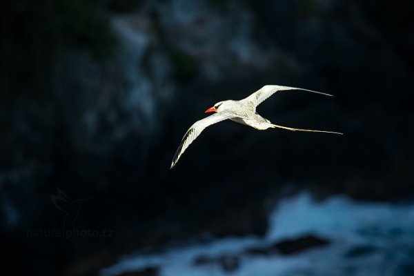 Faeton červenozobý (Phaethon aethereus), Faeton červenozobý (Phaethon aethereus) Red-billed Tropicbird, Autor: Ondřej Prosický | NaturePhoto.cz, Model: Canon EOS-1D X, Objektiv: EF400mm f/2.8L IS II USM, Ohnisková vzdálenost (EQ35mm): 400 mm, stativ Gitzo, Clona: 8.0, Doba expozice: 1/5000 s, ISO: 1600, Kompenzace expozice: -1, Blesk: Ne, 23. ledna 2014 15:46:04, Little Tobago (Trinidad & Tobago)