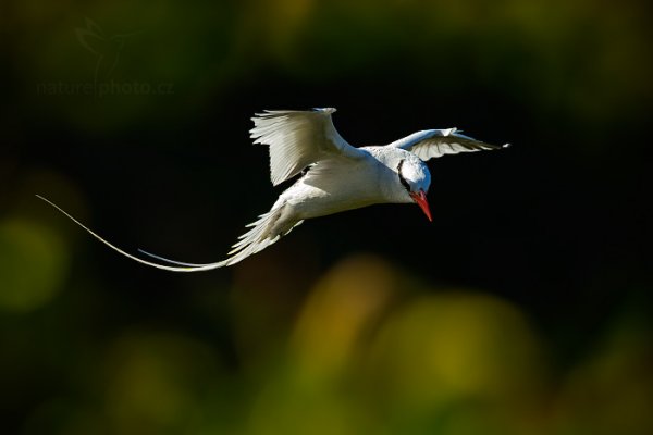 Faeton červenozobý (Phaethon aethereus), Faeton červenozobý (Phaethon aethereus) Red-billed Tropicbird, Autor: Ondřej Prosický | NaturePhoto.cz, Model: Canon EOS-1D X, Objektiv: EF400mm f/2.8L IS II USM, Ohnisková vzdálenost (EQ35mm): 400 mm, stativ Gitzo, Clona: 8.0, Doba expozice: 1/5000 s, ISO: 1600, Kompenzace expozice: -1, Blesk: Ne, 23. ledna 2014 15:51:16, Little Tobago (Trinidad & Tobago)