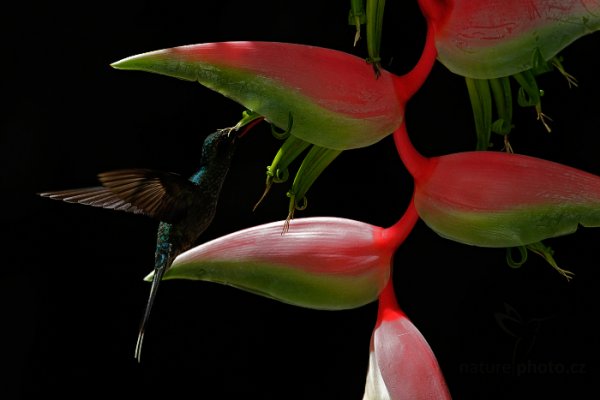 Kolibřík šedobřichý (Phaethornis guy), Kolibřík šedobřichý (Phaethornis guy) Green Hermit, Autor: Ondřej Prosický | NaturePhoto.cz, Model: Canon EOS-1D X, Objektiv: EF400mm f/2.8L IS II USM, Ohnisková vzdálenost (EQ35mm): 400 mm, stativ Gitzo, Clona: 8.0, Doba expozice: 1/1600 s, ISO: 2000, Kompenzace expozice: -1, Blesk: Ano, 18. ledna 2014 13:14:10, Arima (Trinidad & Tobago)