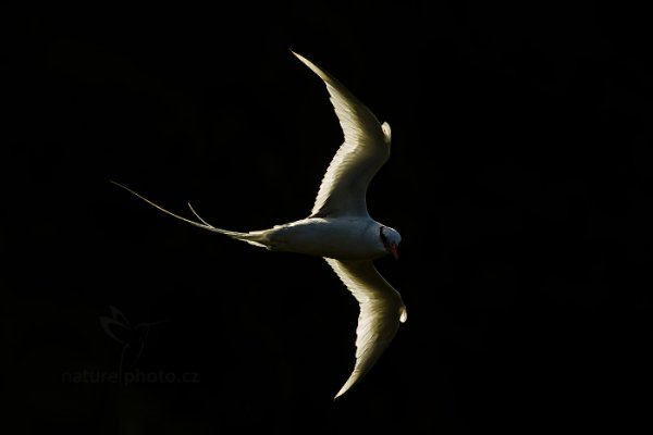 Faeton červenozobý (Phaethon aethereus), Faeton červenozobý (Phaethon aethereus) Red-billed Tropicbird, Autor: Ondřej Prosický | NaturePhoto.cz, Model: Canon EOS-1D X, Objektiv: EF400mm f/2.8L IS II USM, Ohnisková vzdálenost (EQ35mm): 400 mm, stativ Gitzo, Clona: 8.0, Doba expozice: 1/3200 s, ISO: 1600, Kompenzace expozice: -1, Blesk: Ne, 23. ledna 2014 15:45:08, Little Tobago (Trinidad & Tobago)