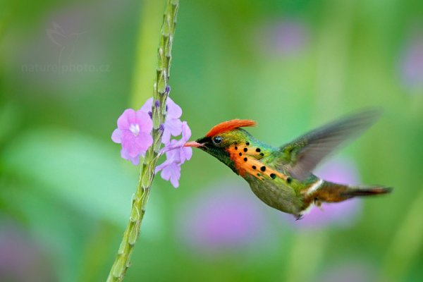 Kolibřík ozdobný (Lophornis ornatus), Kolibřík ozdobný (Lophornis ornatus) Tufted Coquette, Autor: Ondřej Prosický | NaturePhoto.cz, Model: Canon EOS-1D X, Objektiv: EF400mm f/2.8L IS II USM +1.4x, Ohnisková vzdálenost (EQ35mm): 560 mm, stativ Gitzo, Clona: 4.5, Doba expozice: 1/200 s, ISO: 3200, Kompenzace expozice: -1/3, Blesk: Ano, 16. ledna 2014 17:48:58, Talparo (Trinidad & Tobago)