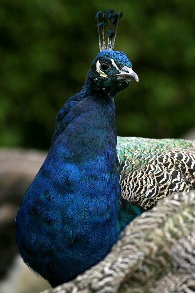 Páv korunkatý (Pavo cristatus), Páv korunkatý (Pavo cristatus), Autor: Ondřej Prosický, Model aparátu: Canon EOS 300D DIGITAL, Objektiv: Canon EF 400mm f/5.6 L USM, Clona: 5.60, Doba expozice: 1/200 s, ISO: 100, Vyvážení expozice: 0.67, Blesk: Ano, Zámek Libochovice (ČR)