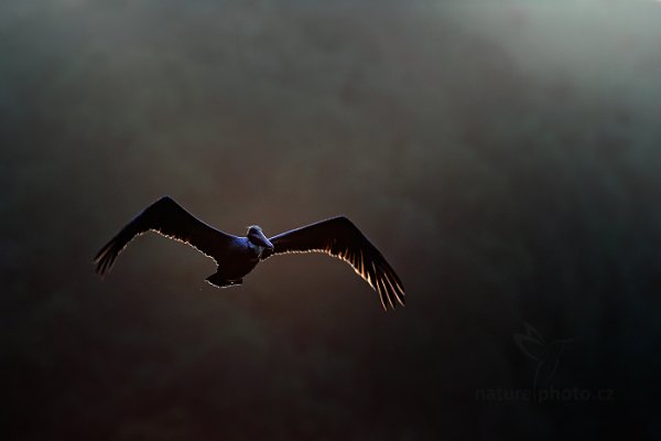 Pelikán hnědý (Pelecanus occidentalis), Pelikán hnědý (Pelecanus occidentalis) Brown Pelican, Autor: Ondřej Prosický | NaturePhoto.cz, Model: Canon EOS-1D X, Objektiv: EF400mm f/2.8L IS II USM +1.4x, Ohnisková vzdálenost (EQ35mm): 560 mm, stativ Gitzo, Clona: 8.0, Doba expozice: 1/400 s, ISO: 500, Kompenzace expozice: -1, Blesk: Ne, 22. ledna 2014 17:12:45, Charlotteville (Trinidad & Tobago)