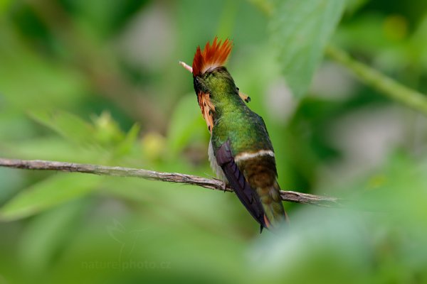 Kolibřík ozdobný (Lophornis ornatus), Kolibřík ozdobný (Lophornis ornatus) Tufted Coquette, Autor: Ondřej Prosický | NaturePhoto.cz, Model: Canon EOS-1D X, Objektiv: EF400mm f/2.8L IS II USM +2x III, Ohnisková vzdálenost (EQ35mm): 800 mm, stativ Gitzo, Clona: 9.0, Doba expozice: 1/320 s, ISO: 1600, Kompenzace expozice: 0, Blesk: Ano, 16. ledna 2014 11:26:38, Talparo (Trinidad & Tobago)