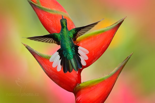 Kolibřík běloocasý (Campylopterus ensipennis), Kolibřík běloocasý (Campylopterus ensipennis) White-tailed Sabrewing, Autor: Ondřej Prosický | NaturePhoto.cz, Model: Canon EOS-1D X, Objektiv: EF400mm f/2.8L IS II USM, Ohnisková vzdálenost (EQ35mm): 400 mm, stativ Gitzo, Clona: 5.0, Doba expozice: 1/1600 s, ISO: 1600, Kompenzace expozice: 0, Blesk: Ano, 26. ledna 2014 9:42:00, Arnos Vale (Trinidad & Tobago)