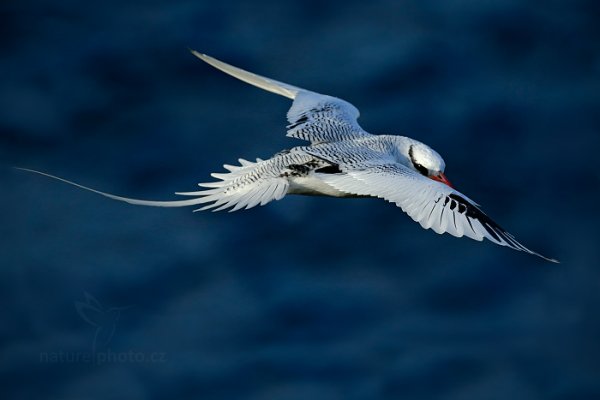 Faeton červenozobý (Phaethon aethereus), Faeton červenozobý (Phaethon aethereus) Red-billed Tropicbird, Autor: Ondřej Prosický | NaturePhoto.cz, Model: Canon EOS-1D X, Objektiv: EF400mm f/2.8L IS II USM, Ohnisková vzdálenost (EQ35mm): 400 mm, stativ Gitzo, Clona: 8.0, Doba expozice: 1/5000 s, ISO: 1600, Kompenzace expozice: -2/3, Blesk: Ne, 23. ledna 2014 16:24:32, Little Tobago (Trinidad & Tobago)