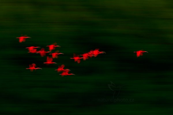 Ibis rudý (Eudocimus ruber), Ibis rudý (Eudocimus ruber) Scarlet Ibis, Autor: Ondřej Prosický | NaturePhoto.cz, Model: Canon EOS-1D X, Objektiv: EF400mm f/2.8L IS II USM +1.4x, Ohnisková vzdálenost (EQ35mm): 560 mm, stativ Gitzo, Clona: 14, Doba expozice: 1/10 s, ISO: 100, Kompenzace expozice: 0, Blesk: Ne, 14. ledna 2014 23:50:57, Caroni Swamp (Trinidad & Tobago)