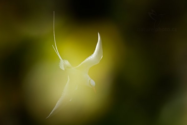 Faeton červenozobý (Phaethon aethereus), Faeton červenozobý (Phaethon aethereus) Red-billed Tropicbird, Autor: Ondřej Prosický | NaturePhoto.cz, Model: Canon EOS-1D X, Objektiv: EF400mm f/2.8L IS II USM +1.4x, Ohnisková vzdálenost (EQ35mm): 560 mm, stativ Gitzo, Clona: 6.3, Doba expozice: 1/1600 s, ISO: 800, Kompenzace expozice: -1 1/3, Blesk: Ne, 23. ledna 2014 15:26:37, Little Tobago (Trinidad & Tobago)