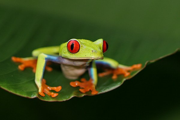 Listovnice červenooká (Agalychnis callidryas), Listovnice červenooká (Agalychnis callidryas), Gaudy Leaf Frog, Autor: Ondřej Prosický, Model aparátu: Canon EOS 20D, Objektiv: Canon EF 100mm f/2.8 Macro USM, fotografováno z ruky, Režim měření expozice: Vzorek, Clona: 4.00, Doba expozice: 1/125 s, ISO: 400, Vyvážení expozice: 0.00, Blesk: Ano, Vytvořeno: 12. prosince 2005 10:33:16, La Paz Waterfall Garden (Kostarika)