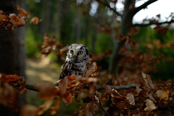 Sýc rousný (Aegolius funereus), Sýc rousný (Aegolius funereus) Boreal Owl, Autor: Ondřej Prosický | NaturePhoto.cz, Model: Canon EOS-1D X, Objektiv: EF24mm f/1.4L II USM, Ohnisková vzdálenost (EQ35mm): 24 mm, stativ Gitzo, Clona: 1.8, Doba expozice: 1/800 s, ISO: 400, Kompenzace expozice: -1 1/3, Blesk: Ne, 22. března 2014 11:54:04, zvíře v lidské péči, Herálec, Vysočina (Česko) 