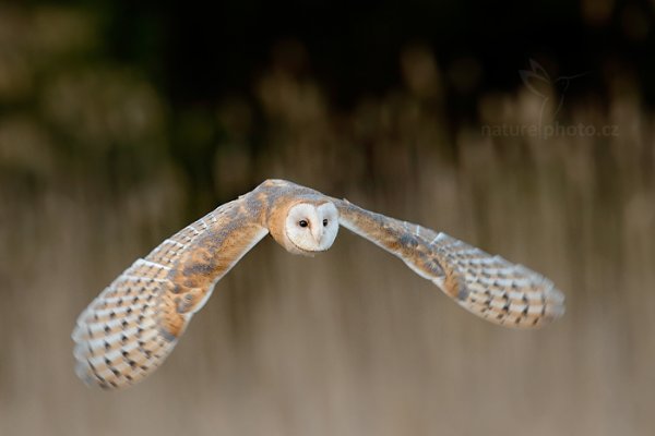 Sova pálená (Tyto alba), Sova pálená (Tyto alba) Barn Owl, Autor: Ondřej Prosický | NaturePhoto.cz, Model: Canon EOS-1D X, Objektiv: EF400mm f/2.8L IS II USM +1.4x, Ohnisková vzdálenost (EQ35mm): 560 mm, stativ Gitzo, Clona: 5.6, Doba expozice: 1/640 s, ISO: 1600, Kompenzace expozice: -1, Blesk: Ne, 22. března 2014 18:29:40, zvíře v lidské péči, Herálec, Vysočina (Česko) 