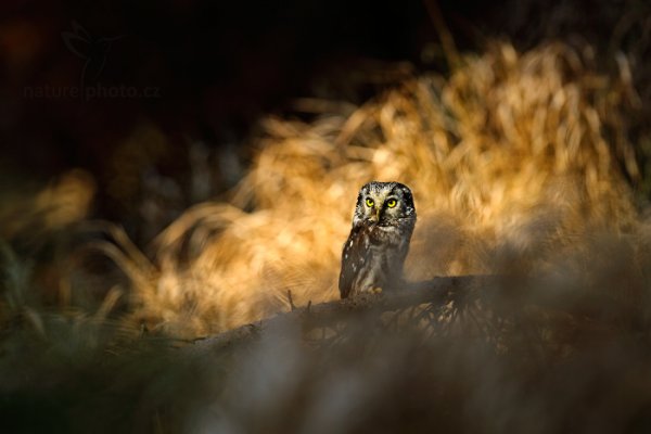 Sýc rousný (Aegolius funereus) , Sýc rousný (Aegolius funereus) Boreal Owl, Autor: Ondřej Prosický | NaturePhoto.cz, Model: Canon EOS-1D X, Objektiv: EF400mm f/2.8L IS II USM, Ohnisková vzdálenost (EQ35mm): 400 mm, stativ Gitzo, Clona: 5.0, Doba expozice: 1/800 s, ISO: 100, Kompenzace expozice: -1 1/3, Blesk: Ne, 22. března 2014 11:26:28, zvíře v lidské péči, Herálec, Vysočina (Česko) 