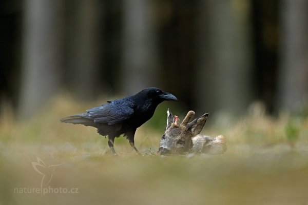 Krkavec velký (Corvus corax) , Krkavec velký (Corvus corax) Raven, Autor: Ondřej Prosický | NaturePhoto.cz, Model: Canon EOS-1D X, Objektiv: EF400mm f/2.8L IS II USM, Ohnisková vzdálenost (EQ35mm): 400 mm, stativ Gitzo, Clona: 3.2, Doba expozice: 1/1250 s, ISO: 1000, Kompenzace expozice: -1 1/3, Blesk: Ne, 22. března 2014 16:28:21, zvíře v lidské péči, Herálec, Vysočina (Česko) 