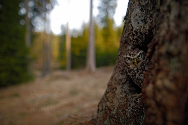 Sýček obecný (Athene noctua), Sýček obecný (Athene noctua) Little Owl, Autor: Ondřej Prosický | NaturePhoto.cz, Model: Canon EOS 5D Mark II, Objektiv: Canon EF 24mm f/1.4 L USM II, Ohnisková vzdálenost (EQ35mm): 24 mm, stativ Gitzo, Clona: 2.0, Doba expozice: 1/640 s, ISO: 640, Kompenzace expozice: -1/3, Blesk: Ne, 22. března 2014 16:43:36, zvíře v lidské péči, Herálec, Vysočina (Česko) 