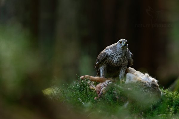 Jestřáb lesní (Accipiter gentilis) , Jestřáb lesní (Accipiter gentilis) Goshawk, Autor: Ondřej Prosický | NaturePhoto.cz, Model: Canon EOS-1D X, Objektiv: EF400mm f/2.8L IS II USM +1.4x, Ohnisková vzdálenost (EQ35mm): 560 mm, stativ Gitzo, Clona: 5.6, Doba expozice: 1/160 s, ISO: 1600, Kompenzace expozice: -1 1/3, Blesk: Ne, 22. března 2014 10:29:12, zvíře v lidské péči, Herálec, Vysočina (Česko) 