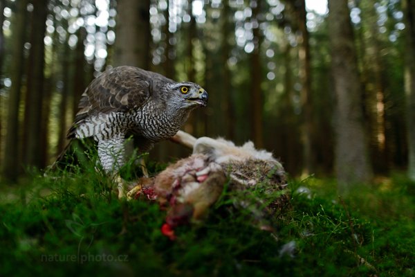 Jestřáb lesní (Accipiter gentilis) , Jestřáb lesní (Accipiter gentilis) Goshawk, Autor: Ondřej Prosický | NaturePhoto.cz, Model: Canon EOS-1D X, Objektiv: EF24mm f/1.4L II USM, Ohnisková vzdálenost (EQ35mm): 24 mm, stativ Gitzo, Clona: 1.4, Doba expozice: 1/250 s, ISO: 320, Kompenzace expozice: -1 2/3, Blesk: Ne, 22. března 2014 10:50:27, zvíře v lidské péči, Herálec, Vysočina (Česko)  