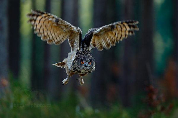 Výr velký (Bubo bubo) , Výr velký (Bubo bubo) Eurasian Eagle, Autor: Ondřej Prosický | NaturePhoto.cz, Model: Canon EOS-1D X, Objektiv: EF400mm f/2.8L IS II USM, Ohnisková vzdálenost (EQ35mm): 400 mm, stativ Gitzo, Clona: 4.0, Doba expozice: 1/800 s, ISO: 1000, Kompenzace expozice: -2/3, Blesk: Ne, 22. března 2014 9:33:22, zvíře v lidské péči, Herálec, Vysočina (Česko) 