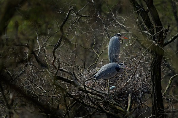 Volavka popelavá (Ardea cinerea), Volavka popelavá (Ardea cinerea) Grey Heron, Autor: Ondřej Prosický | NaturePhoto.cz, Model: Canon EOS-1D X, Objektiv: EF400mm f/2.8L IS II USM, Ohnisková vzdálenost (EQ35mm): 400 mm, stativ Gitzo, Clona: 6.3, Doba expozice: 1/1250 s, ISO: 400, Kompenzace expozice: -2/3, Blesk: Ne, 8. března 2014 13:13:54, Praha - Troja (Česko) 