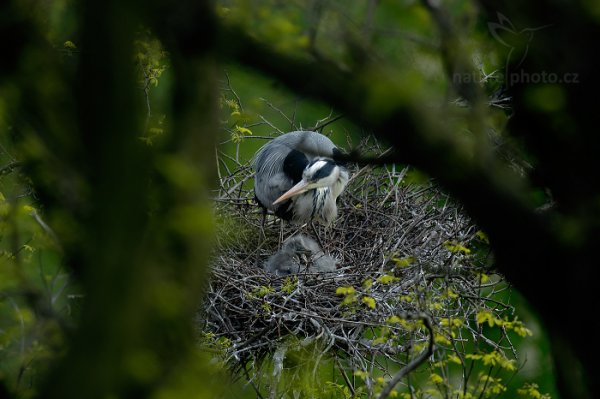 Volavka popelavá (Ardea cinerea), Volavka popelavá (Ardea cinerea) Grey Heron, Autor: Ondřej Prosický | NaturePhoto.cz, Model: Canon EOS-1D X, Objektiv: EF400mm f/2.8L IS II USM +2x III, Ohnisková vzdálenost (EQ35mm): 800 mm, stativ Gitzo, Clona: 8.0, Doba expozice: 1/200 s, ISO: 800, Kompenzace expozice: -2/3, Blesk: Ne, 16. dubna 2014 17:21:00, Praha - Troja (Česko) 