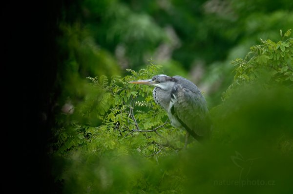 Volavka popelavá (Ardea cinerea), Volavka popelavá (Ardea cinerea) Grey Heron, Autor: Ondřej Prosický | NaturePhoto.cz, Model: Canon EOS-1D X, Objektiv: EF400mm f/2.8L IS II USM +2x III, Ohnisková vzdálenost (EQ35mm): 800 mm, stativ Gitzo, Clona: 7.1, Doba expozice: 1/250 s, ISO: 1000, Kompenzace expozice: -2/3, Blesk: Ne, 3. května 2014 9:53:41, Praha - Troja (Česko) 