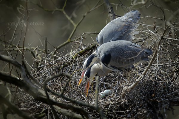 Volavka popelavá (Ardea cinerea), Volavka popelavá (Ardea cinerea) Grey Heron, Autor: Ondřej Prosický | NaturePhoto.cz, Model: Canon EOS-1D X, Objektiv: EF400mm f/2.8L IS II USM +2x III, Ohnisková vzdálenost (EQ35mm): 800 mm, stativ Gitzo, Clona: 6.3, Doba expozice: 1/500 s, ISO: 400, Kompenzace expozice: -2/3, Blesk: Ne, 8. března 2014 13:14:54, Praha - Troja (Česko) 