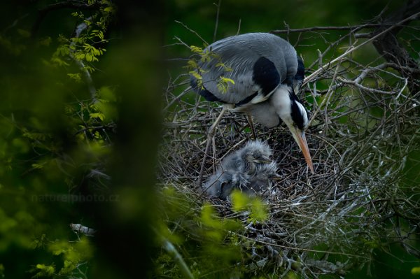 Volavka popelavá (Ardea cinerea), Volavka popelavá (Ardea cinerea) Grey Heron, Autor: Ondřej Prosický | NaturePhoto.cz, Model: Canon EOS-1D X, Objektiv: EF400mm f/2.8L IS II USM +2x III, Ohnisková vzdálenost (EQ35mm): 800 mm, stativ Gitzo, Clona: 8.0, Doba expozice: 1/200 s, ISO: 800, Kompenzace expozice: -1, Blesk: Ne, 16. dubna 2014 17:15:16, Praha - Troja (Česko) 