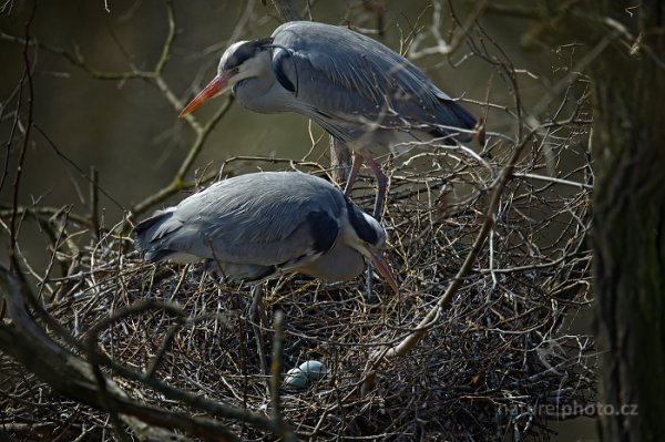 Volavka popelavá (Ardea cinerea), Volavka popelavá (Ardea cinerea) Grey Heron, Autor: Ondřej Prosický | NaturePhoto.cz, Model: Canon EOS-1D X, Objektiv: EF400mm f/2.8L IS II USM +2x III, Ohnisková vzdálenost (EQ35mm): 800 mm, stativ Gitzo, Clona: 6.3, Doba expozice: 1/400 s, ISO: 400, Kompenzace expozice: -2/3, Blesk: Ne, 8. března 2014 13:15:15, Praha - Troja (Česko) 