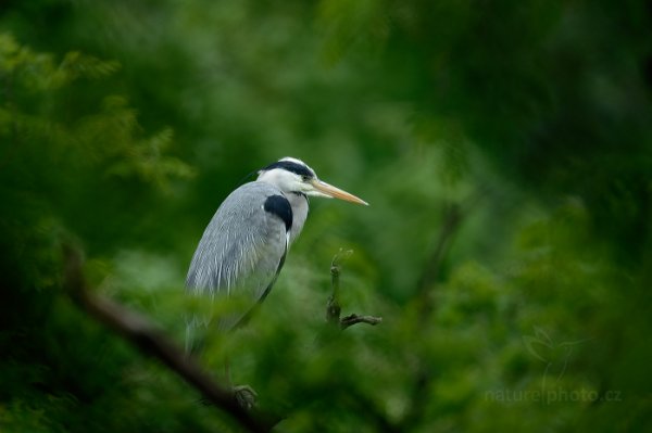 Volavka popelavá (Ardea cinerea), Volavka popelavá (Ardea cinerea) Grey Heron, Autor: Ondřej Prosický | NaturePhoto.cz, Model: Canon EOS-1D X, Objektiv: EF400mm f/2.8L IS II USM +2x III, Ohnisková vzdálenost (EQ35mm): 800 mm, stativ Gitzo, Clona: 5.6, Doba expozice: 1/100 s, ISO: 320, Kompenzace expozice: -2/3, Blesk: Ne, 3. května 2014 10:06:06, Praha - Troja (Česko) 