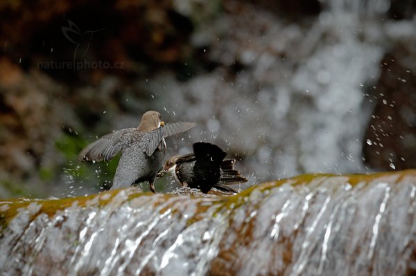 Skorec vodní (Cinclus cinclus), Skorec vodní (Cinclus cinclus) White-throated Dipper, Autor: Ondřej Prosický | NaturePhoto.cz, Model: Canon EOS-1D X, Objektiv: EF400mm f/2.8L IS II USM, Ohnisková vzdálenost (EQ35mm): 400 mm, stativ Gitzo, Clona: 6.3, Doba expozice: 1/320 s, ISO: 1000, Kompenzace expozice: -1/3, Blesk: Ne, 13. dubna 2014 10:14:40, u potoka (Česko) 