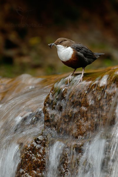 Skorec vodní (Cinclus cinclus), Skorec vodní (Cinclus cinclus) White-throated Dipper, Autor: Ondřej Prosický | NaturePhoto.cz, Model: Canon EOS-1D X, Objektiv: EF400mm f/2.8L IS II USM +2x III, Ohnisková vzdálenost (EQ35mm): 800 mm, stativ Gitzo, Clona: 13, Doba expozice: 1/13 s, ISO: 100, Kompenzace expozice: -2, Blesk: Ne, 13. dubna 2014 12:26:31, u potoka (Česko) 