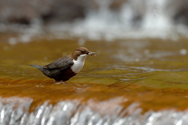 Skorec vodní (Cinclus cinclus), Skorec vodní (Cinclus cinclus) White-throated Dipper, Autor: Ondřej Prosický | NaturePhoto.cz, Model: Canon EOS-1D X, Objektiv: EF400mm f/2.8L IS II USM, Ohnisková vzdálenost (EQ35mm): 400 mm, stativ Gitzo, Clona: 6.3, Doba expozice: 1/250 s, ISO: 1000, Kompenzace expozice: -1/3, Blesk: Ne, 13. dubna 2014 10:16:48, u potoka (Česko) 