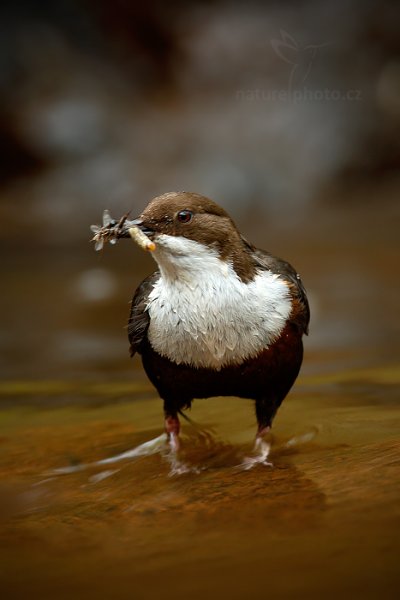 Skorec vodní (Cinclus cinclus), Skorec vodní (Cinclus cinclus) White-throated Dipper, Autor: Ondřej Prosický | NaturePhoto.cz, Model: Canon EOS-1D X, Objektiv: EF400mm f/2.8L IS II USM +2x III, Ohnisková vzdálenost (EQ35mm): 800 mm, stativ Gitzo, Clona: 10, Doba expozice: 1/60 s, ISO: 1600, Kompenzace expozice: -1 1/3, Blesk: Ne, 13. dubna 2014 11:56:10, u potoka (Česko) 