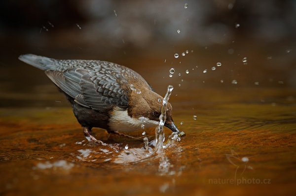 Skorec vodní (Cinclus cinclus), Skorec vodní (Cinclus cinclus) White-throated Dipper, Autor: Ondřej Prosický | NaturePhoto.cz, Model: Canon EOS-1D X, Objektiv: EF400mm f/2.8L IS II USM +2x III, Ohnisková vzdálenost (EQ35mm): 800 mm, stativ Gitzo, Clona: 9.0, Doba expozice: 1/250 s, ISO: 1600, Kompenzace expozice: -1 1/3, Blesk: Ne, 13. dubna 2014 11:37:15, u potoka (Česko) 