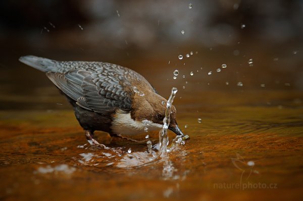 Skorec vodní (Cinclus cinclus), Skorec vodní (Cinclus cinclus) White-throated Dipper, Autor: Ondřej Prosický | NaturePhoto.cz, Model: Canon EOS-1D X, Objektiv: EF400mm f/2.8L IS II USM +2x III, Ohnisková vzdálenost (EQ35mm): 800 mm, stativ Gitzo, Clona: 9.0, Doba expozice: 1/250 s, ISO: 1600, Kompenzace expozice: -1 1/3, Blesk: Ne, 13. dubna 2014 11:37:15, u potoka (Česko) 