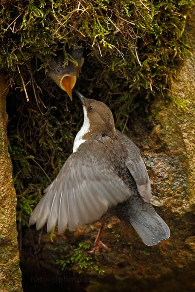 Skorec vodní (Cinclus cinclus), Skorec vodní (Cinclus cinclus) White-throated Dipper, Autor: Ondřej Prosický | NaturePhoto.cz, Model: Canon EOS-1D X, Objektiv: EF400mm f/2.8L IS II USM +2x III, Ohnisková vzdálenost (EQ35mm): 800 mm, stativ Gitzo, Clona: 8.0, Doba expozice: 1/640 s, ISO: 4000, Kompenzace expozice: -2 1/3, Blesk: Ne, 13. dubna 2014 11:51:22, u potoka (Česko) 