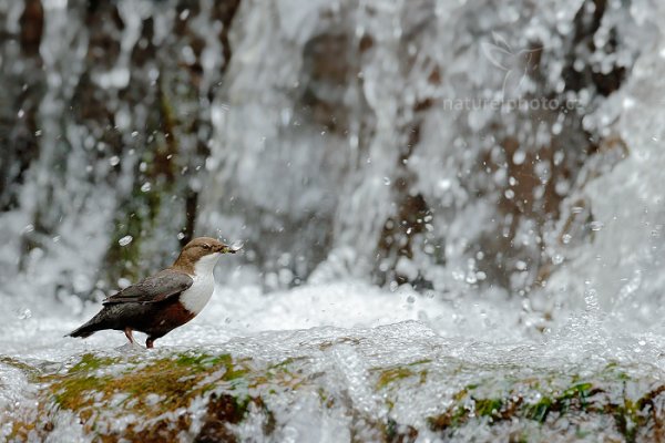 Skorec vodní (Cinclus cinclus), Skorec vodní (Cinclus cinclus) White-throated Dipper, Autor: Ondřej Prosický | NaturePhoto.cz, Model: Canon EOS-1D X, Objektiv: EF400mm f/2.8L IS II USM, Ohnisková vzdálenost (EQ35mm): 400 mm, stativ Gitzo, Clona: 6.3, Doba expozice: 1/500 s, ISO: 1000, Kompenzace expozice: -1/3, Blesk: Ne, 13. dubna 2014 10:16:32, u potoka (Česko) 