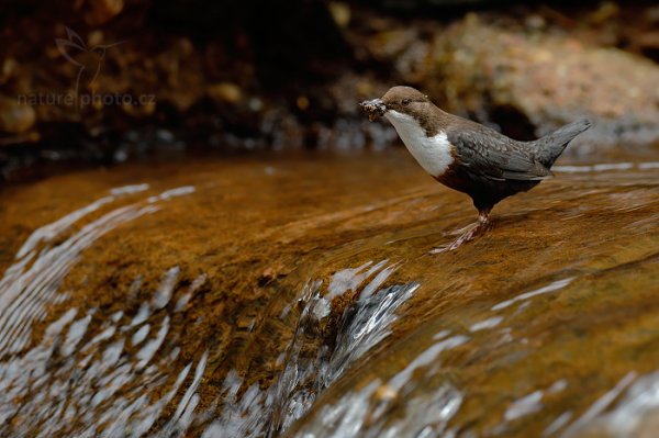 Skorec vodní (Cinclus cinclus), Skorec vodní (Cinclus cinclus) White-throated Dipper, Autor: Ondřej Prosický | NaturePhoto.cz, Model: Canon EOS-1D X, Objektiv: EF400mm f/2.8L IS II USM, Ohnisková vzdálenost (EQ35mm): 400 mm, stativ Gitzo, Clona: 5.0, Doba expozice: 1/160 s, ISO: 1000, Kompenzace expozice: -2/3, Blesk: Ne, 13. dubna 2014 9:46:30, u potoka (Česko) 