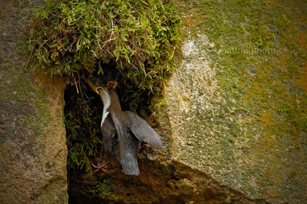 Skorec vodní (Cinclus cinclus), Skorec vodní (Cinclus cinclus) White-throated Dipper, Autor: Ondřej Prosický | NaturePhoto.cz, Model: Canon EOS-1D X, Objektiv: EF400mm f/2.8L IS II USM, Ohnisková vzdálenost (EQ35mm): 400 mm, stativ Gitzo, Clona: 7.1, Doba expozice: 1/640 s, ISO: 5000, Kompenzace expozice: -1 1/3, Blesk: Ne, 13. dubna 2014 10:04:05, u potoka (Česko) 