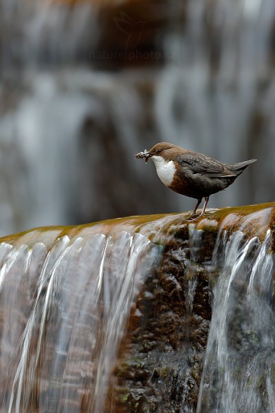 Skorec vodní (Cinclus cinclus), Skorec vodní (Cinclus cinclus) White-throated Dipper, Autor: Ondřej Prosický | NaturePhoto.cz, Model: Canon EOS-1D X, Objektiv: EF400mm f/2.8L IS II USM, Ohnisková vzdálenost (EQ35mm): 400 mm, stativ Gitzo, Clona: 6.3, Doba expozice: 1/20 s, ISO: 100, Kompenzace expozice: -1/3, Blesk: Ne, 13. dubna 2014 9:44:27, u potoka (Česko) 