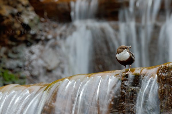 Skorec vodní (Cinclus cinclus), Skorec vodní (Cinclus cinclus) White-throated Dipper, Autor: Ondřej Prosický | NaturePhoto.cz, Model: Canon EOS-1D X, Objektiv: EF400mm f/2.8L IS II USM, Ohnisková vzdálenost (EQ35mm): 400 mm, stativ Gitzo, Clona: 11, Doba expozice: 1/6 s, ISO: 100, Kompenzace expozice: -1/3, Blesk: Ne, 13. dubna 2014 9:44:32, u potoka (Česko) 