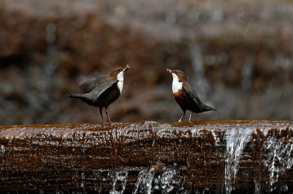 Skorec vodní (Cinclus cinclus), Skorec vodní (Cinclus cinclus) White-throated Dipper, Autor: Ondřej Prosický | NaturePhoto.cz, Model: Canon EOS-1D X, Objektiv: EF400mm f/2.8L IS II USM, Ohnisková vzdálenost (EQ35mm): 400 mm, stativ Gitzo, Clona: 3.5, Doba expozice: 1/400 s, ISO: 200, Kompenzace expozice: -1/3, Blesk: Ne, 13. dubna 2014 11:21:43, u potoka (Česko) 