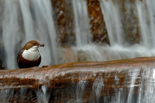 Skorec vodní (Cinclus cinclus), Skorec vodní (Cinclus cinclus) White-throated Dipper, Autor: Ondřej Prosický | NaturePhoto.cz, Model: Canon EOS-1D X, Objektiv: EF400mm f/2.8L IS II USM +2x III, Ohnisková vzdálenost (EQ35mm): 800 mm, stativ Gitzo, Clona: 29, Doba expozice: 1/8 s, ISO: 250, Kompenzace expozice: -2/3, Blesk: Ne, 13. dubna 2014 12:19:49, u potoka (Česko) 