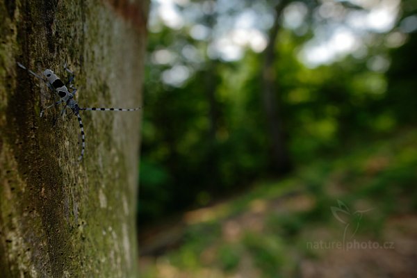 Tesařík alpský (Rosalia alpina), Tesařík alpský (Rosalia alpina) Rosalia Longicorn