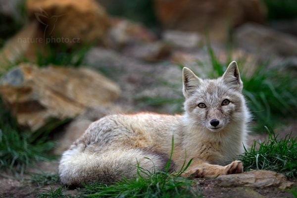 Liška korsak (Vulpes corsac), Liška korsak (Vulpes corsac) Corsac Fox, ZOO Ohrada, Hluboká, Česko