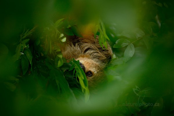 Lenochod dvouprstý (Choloepus didactylus), Lenochod dvouprstý (Choloepus didactylus) Linnaeus&#039;s two-toed Sloth, ZOO Lešná, Zlín, Česko