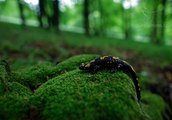 Mlok skvrnitý (Salamandra salamandra), Mlok skvrnitý (Salamandra salamandra) Fire Salamander, Čertoryje, Bílé Karpaty, Česko