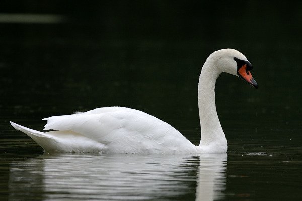 Labuť velká (Cygnus olor), Labuť velká (Cygnus olor), Autor: Ondřej Prosický, model aparátu: Canon EOS 300D DIGITAL, objektiv: Canon EF 400mm f/5,6 L USM, fotografováno z ruky objektiv opřen o hráz rybníka, clona: 5.60, doba expozice: 1/100 s, ISO: 200, vyvážení expozice: +1/3, blesk: ne, vytvořeno: 16. října 2004 16:45, rybník Věžák, Český ráj (ČR) 